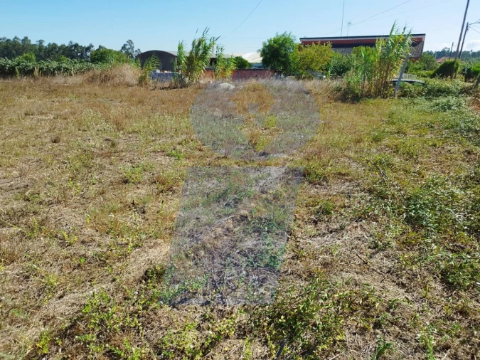 Terreno para Venda em Bustos, Troviscal e Mamarrosa Foto 6