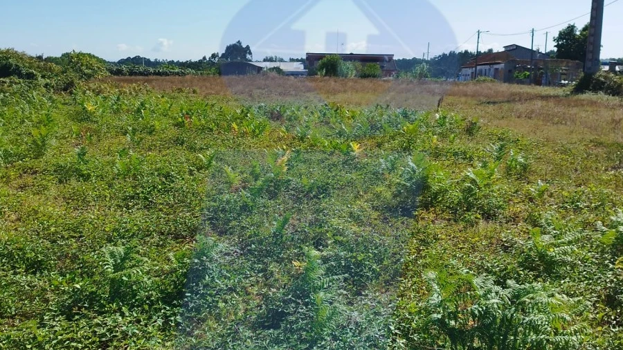 Terreno para Venda em Bustos, Troviscal e Mamarrosa