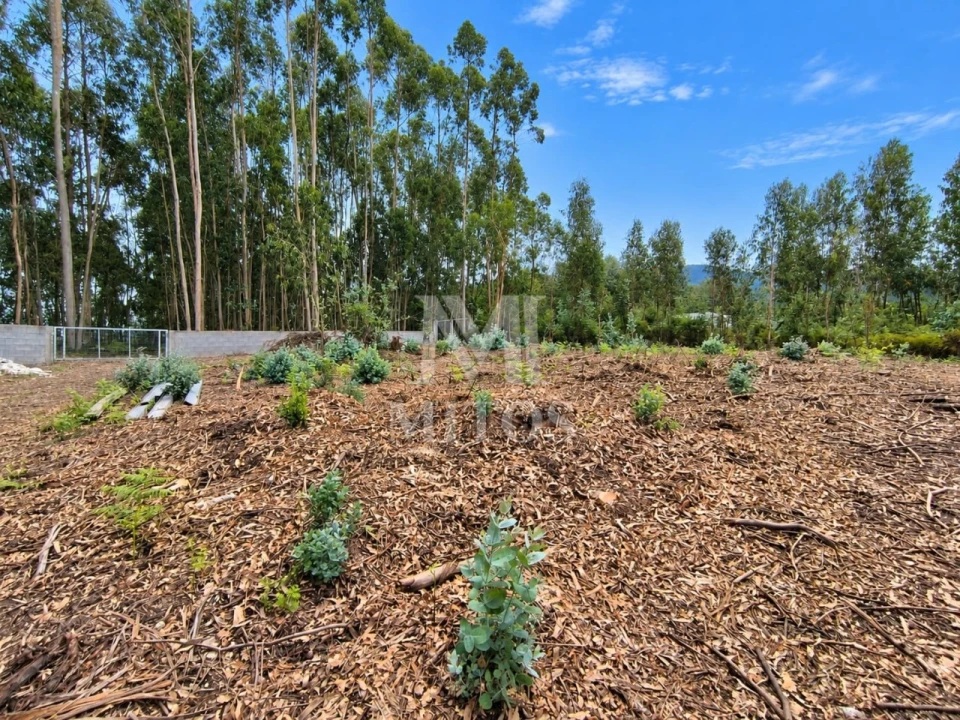 Terreno para Venda em Durrães e Tregosa Foto 4