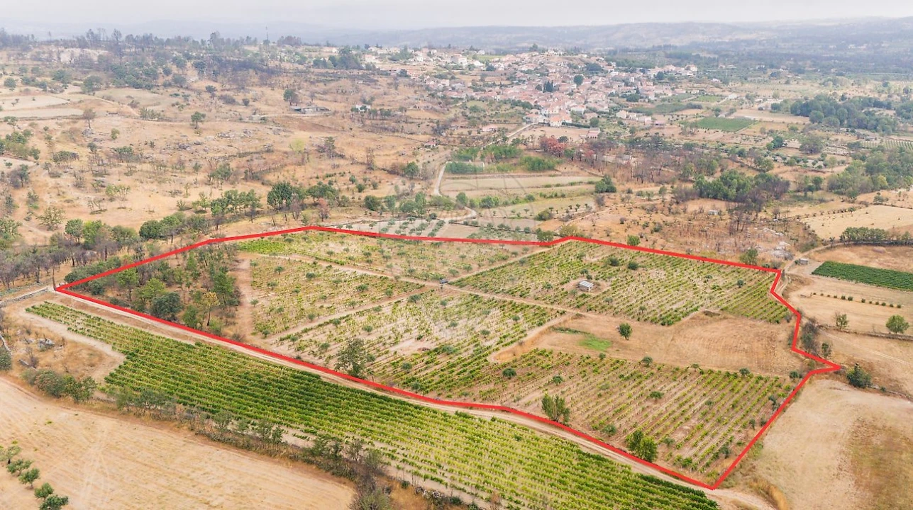 Terreno para Venda em Alverca da Beira/Bouça Cova Foto 16
