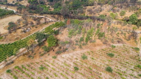 Terreno para Venda em Alverca da Beira/Bouça Cova