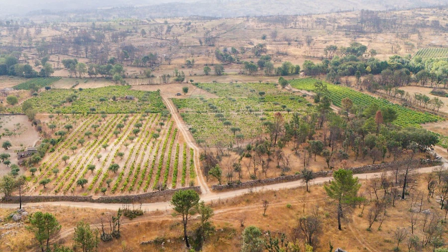 Terreno para Venda em Alverca da Beira/Bouça Cova Foto 9