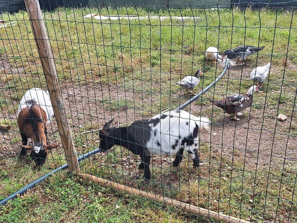 Terreno para Venda em Vendas Novas Foto 3