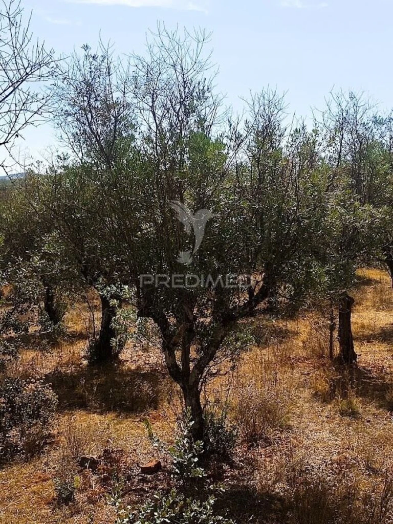 Terreno para Venda em Nossa Senhora da Conceição e São Bartolomeu Foto 9