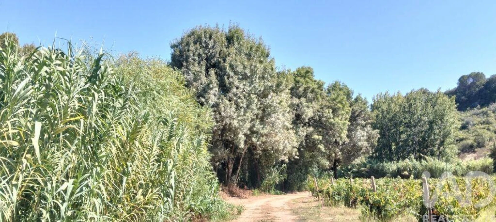 Quinta para Venda em Pernes Foto 12