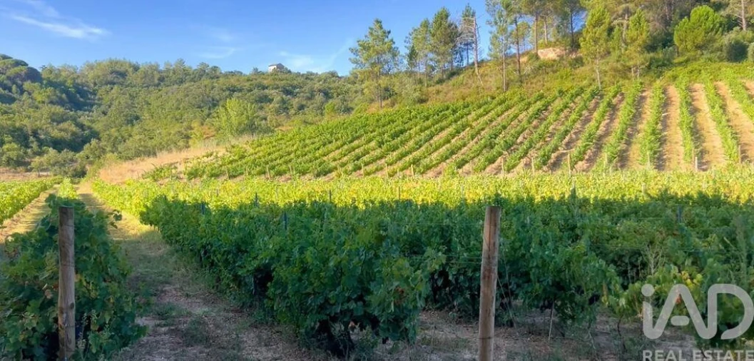 Quinta para Venda em Pernes Foto 5