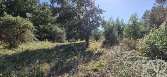 Terreno para Venda em Pedreiras