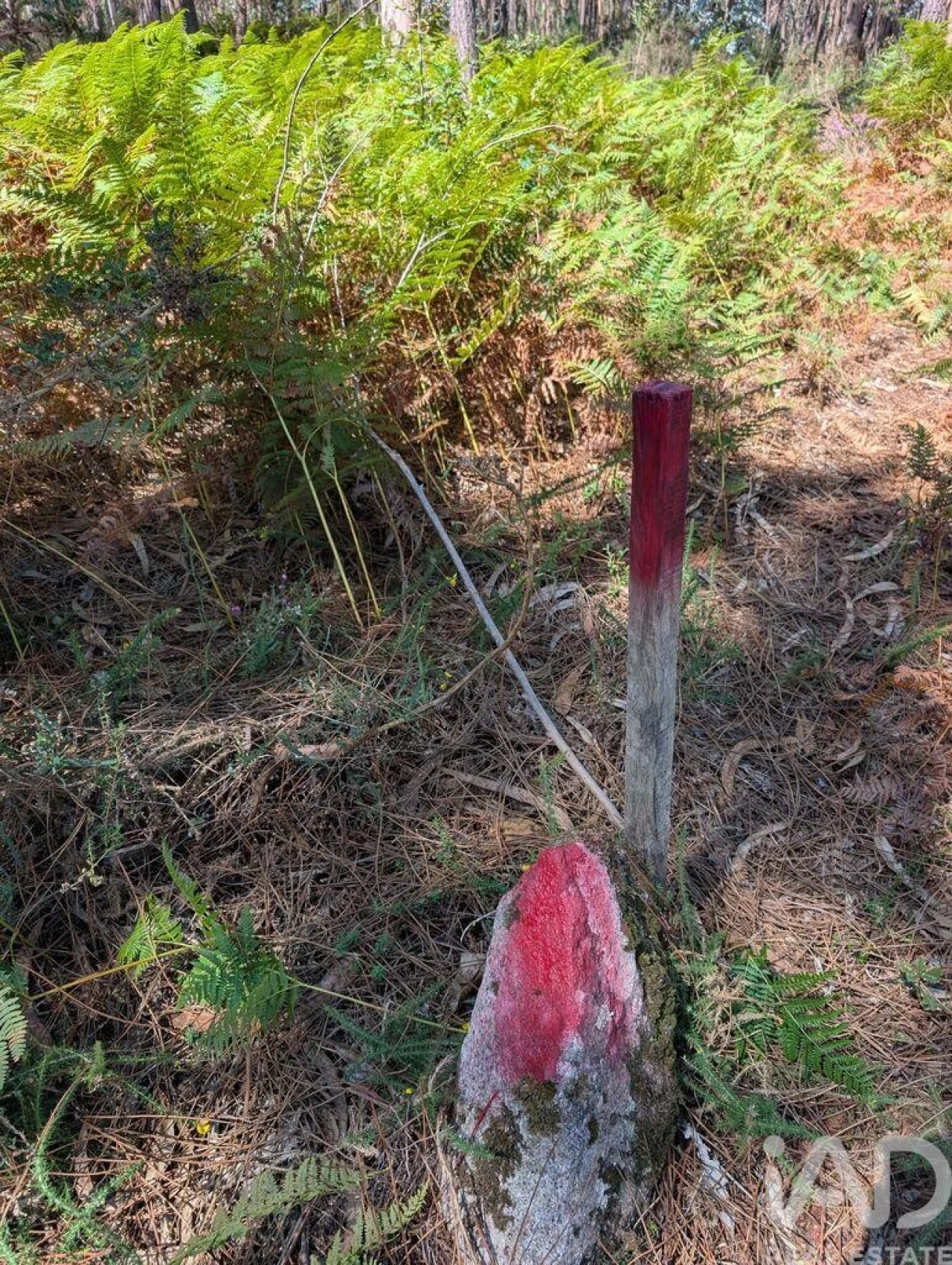 Terreno para Venda em Fragoso Foto 5