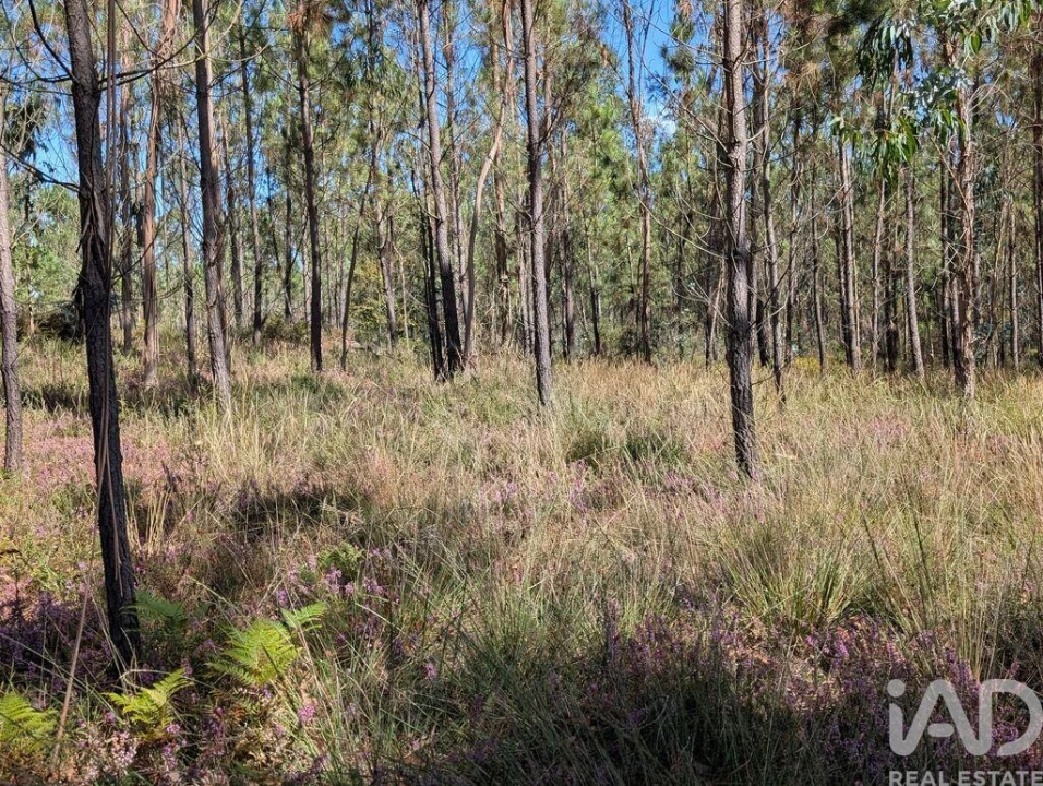 Terreno para Venda em Fragoso Foto 4