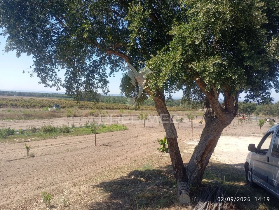 Terreno para Venda em Alpiarça Foto 4