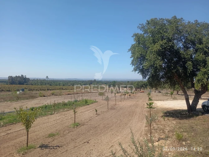 Terreno para Venda em Alpiarça Foto 5
