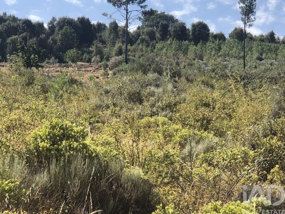 Terreno para Venda em Poiares Foto 8