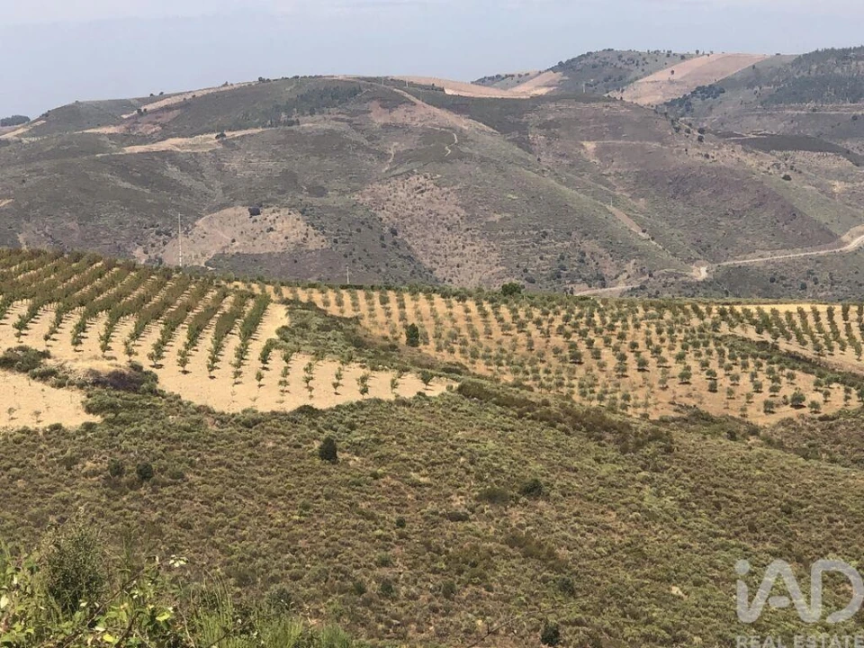 Terreno para Venda em Poiares Foto 11