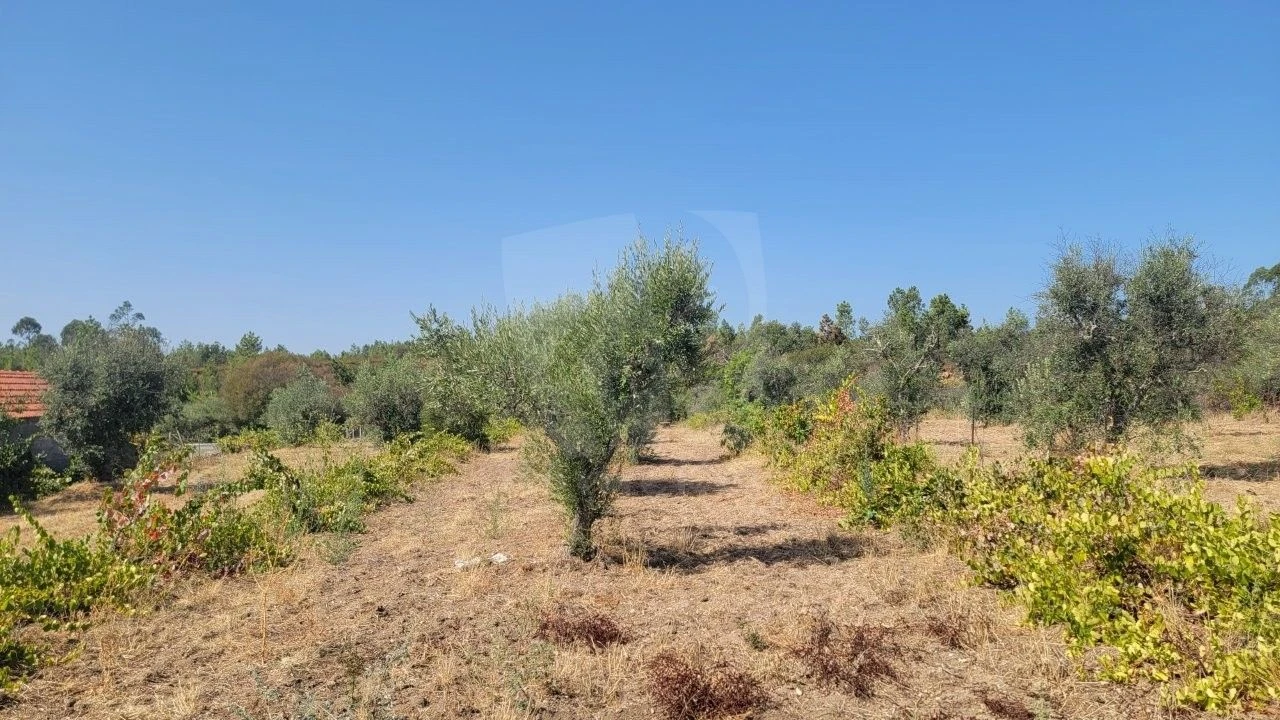 Terreno Agricola ou Rústico para Venda em Santo Andre das Tojeiras Foto 6