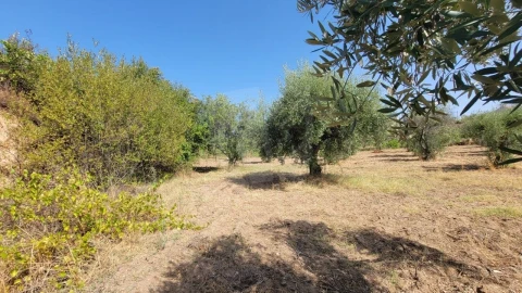 Terreno Agricola ou Rústico para Venda em Santo Andre das Tojeiras