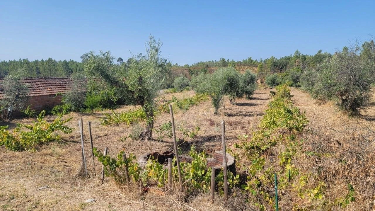 Terreno Agricola ou Rústico para Venda em Santo Andre das Tojeiras Foto 3