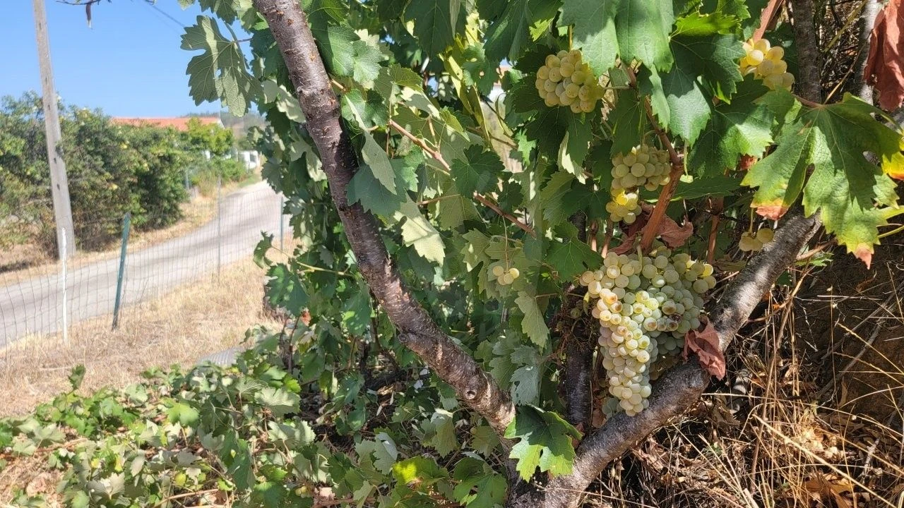 Terreno Agricola ou Rústico para Venda em Santo Andre das Tojeiras Foto 22