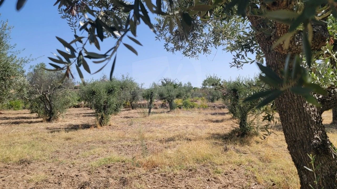 Terreno Agricola ou Rústico para Venda em Santo Andre das Tojeiras Foto 15