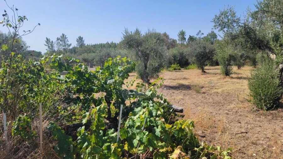 Terreno Agricola ou Rústico para Venda em Santo Andre das Tojeiras Foto 13
