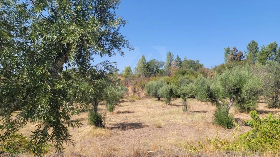 Terreno Agricola ou Rústico para Venda em Santo Andre das Tojeiras Foto 11