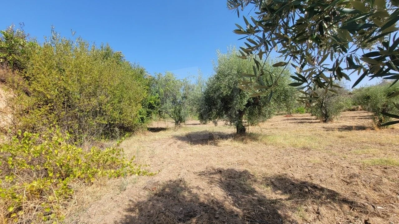 Terreno Agricola ou Rústico para Venda em Santo Andre das Tojeiras Foto 16