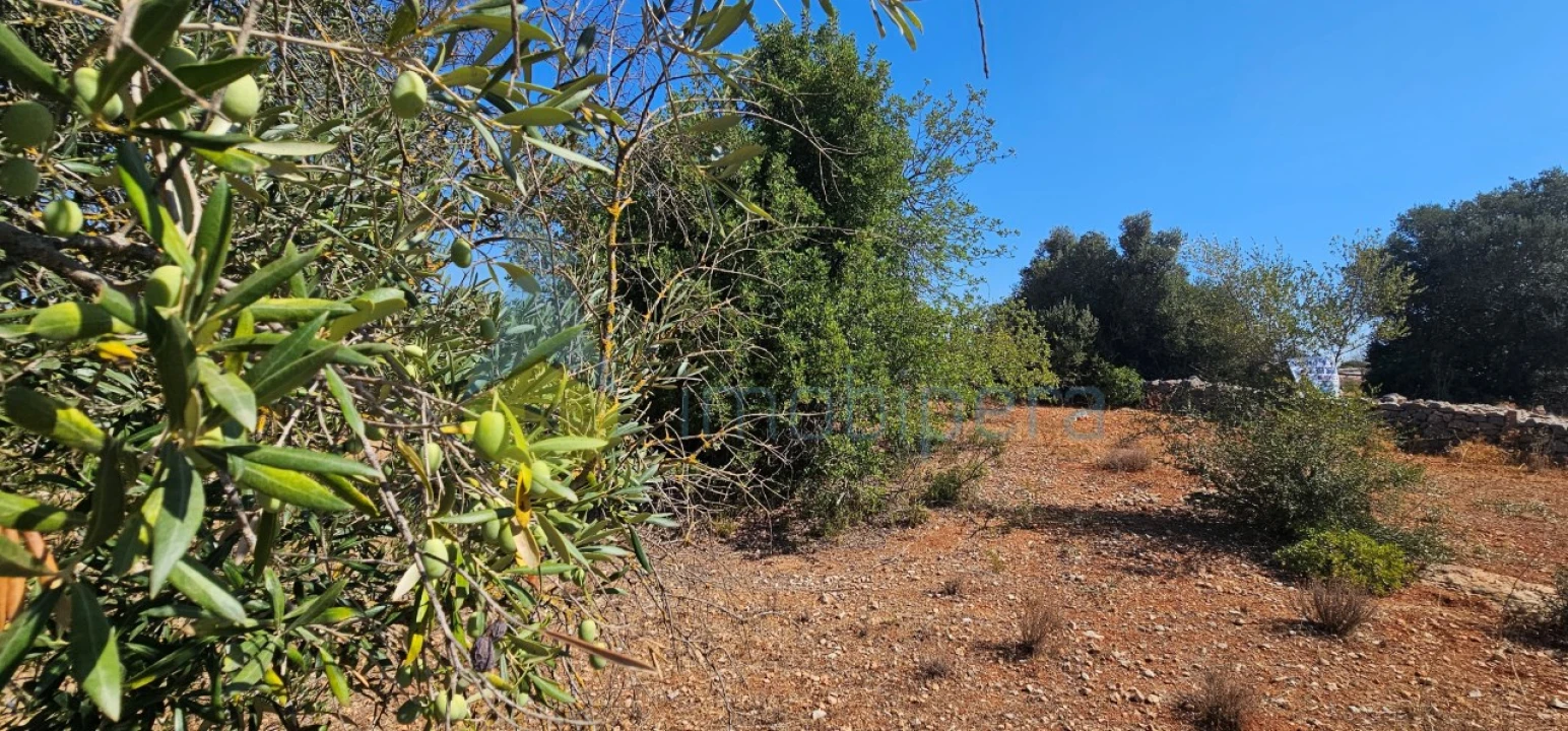 Terreno Agricola ou Rústico para Venda em Paderne Foto 4