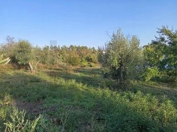 Terreno para Venda em Cernache do Bonjardim, Nesperal e Palhais
