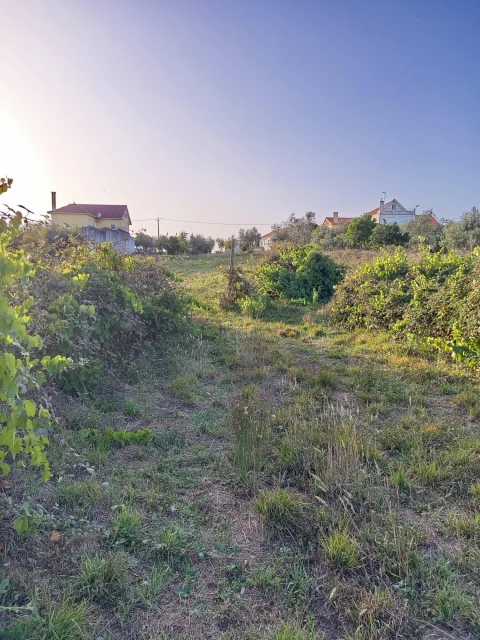 Terreno para Venda em Cernache do Bonjardim, Nesperal e Palhais
