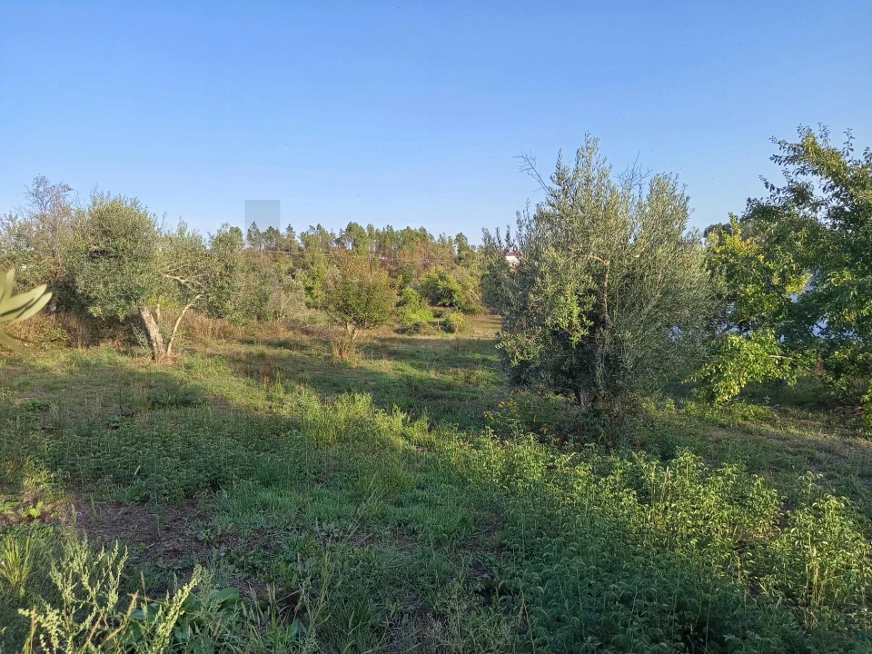 Terreno para Venda em Cernache do Bonjardim, Nesperal e Palhais Foto 1