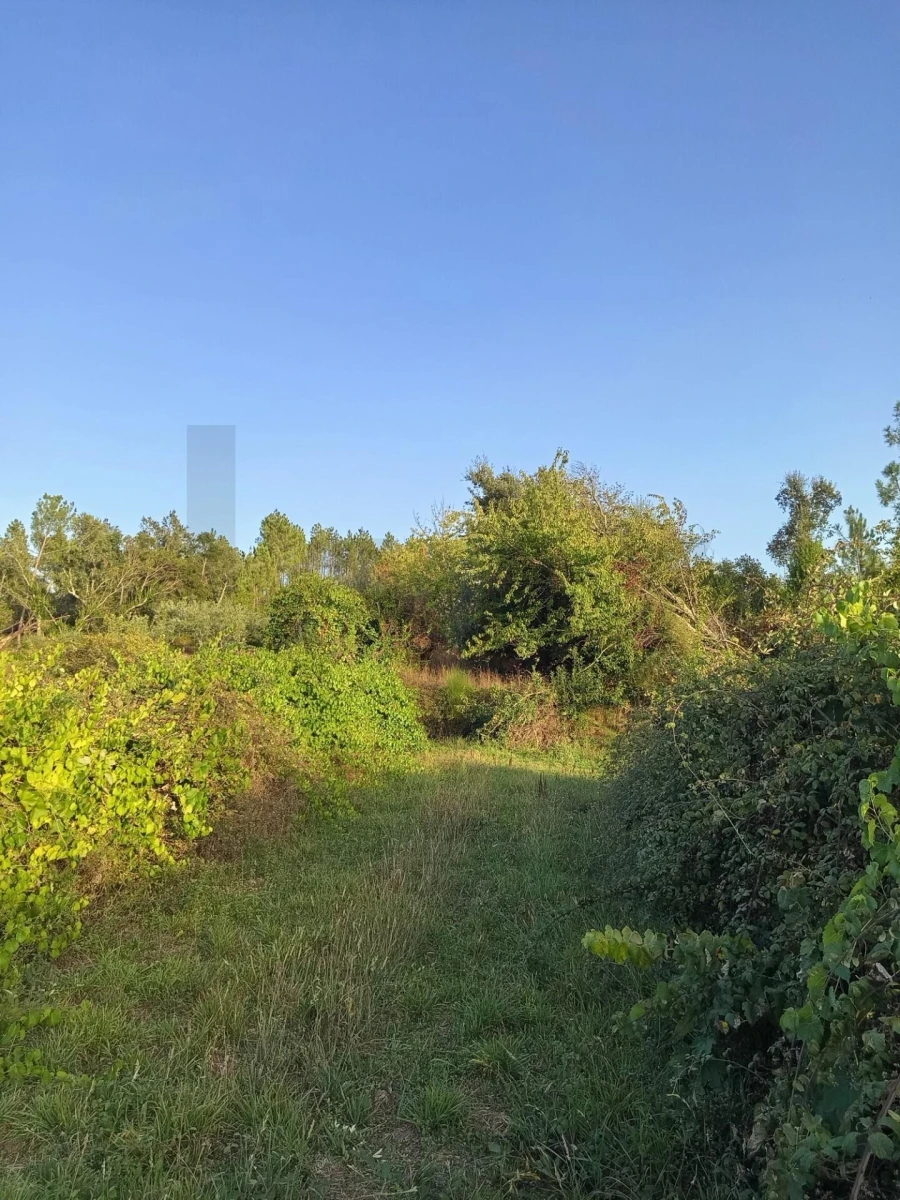 Terreno para Venda em Cernache do Bonjardim, Nesperal e Palhais Foto 3