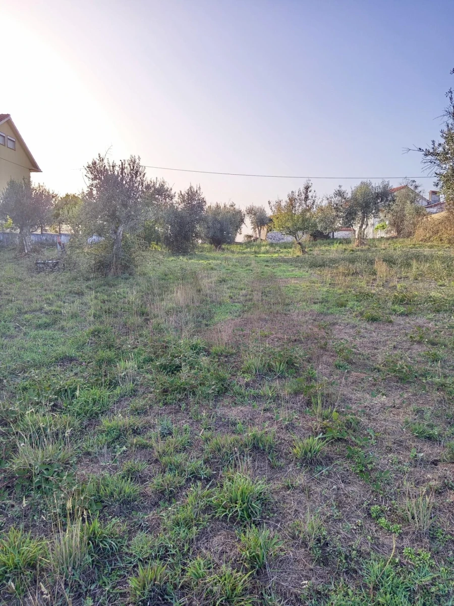 Terreno para Venda em Cernache do Bonjardim, Nesperal e Palhais Foto 4