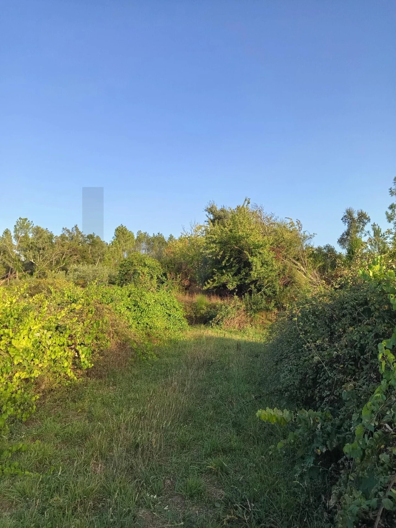 Terreno para Venda em Cernache do Bonjardim, Nesperal e Palhais Foto 3