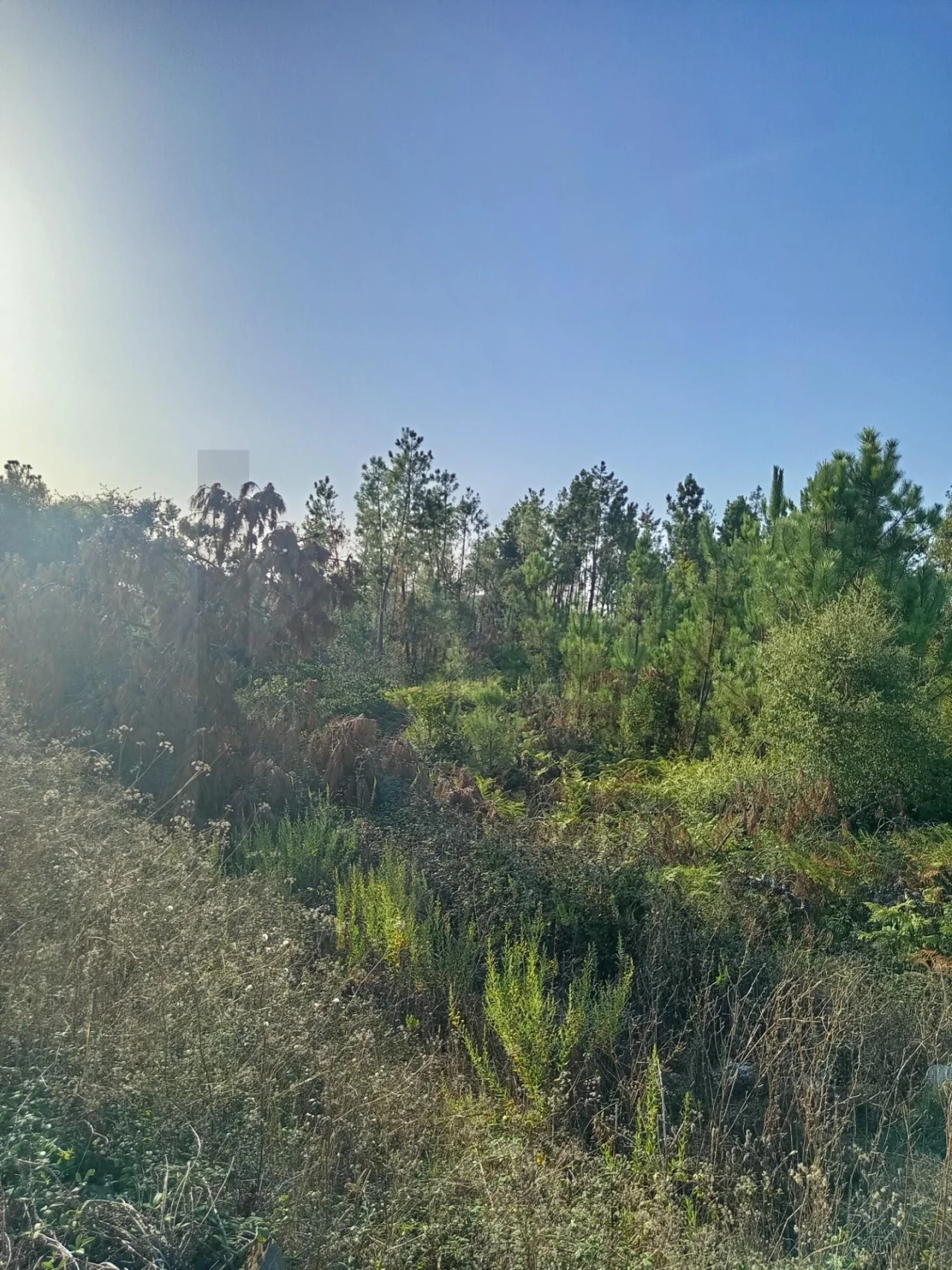 Terreno para Venda em Cernache do Bonjardim, Nesperal e Palhais Foto 6