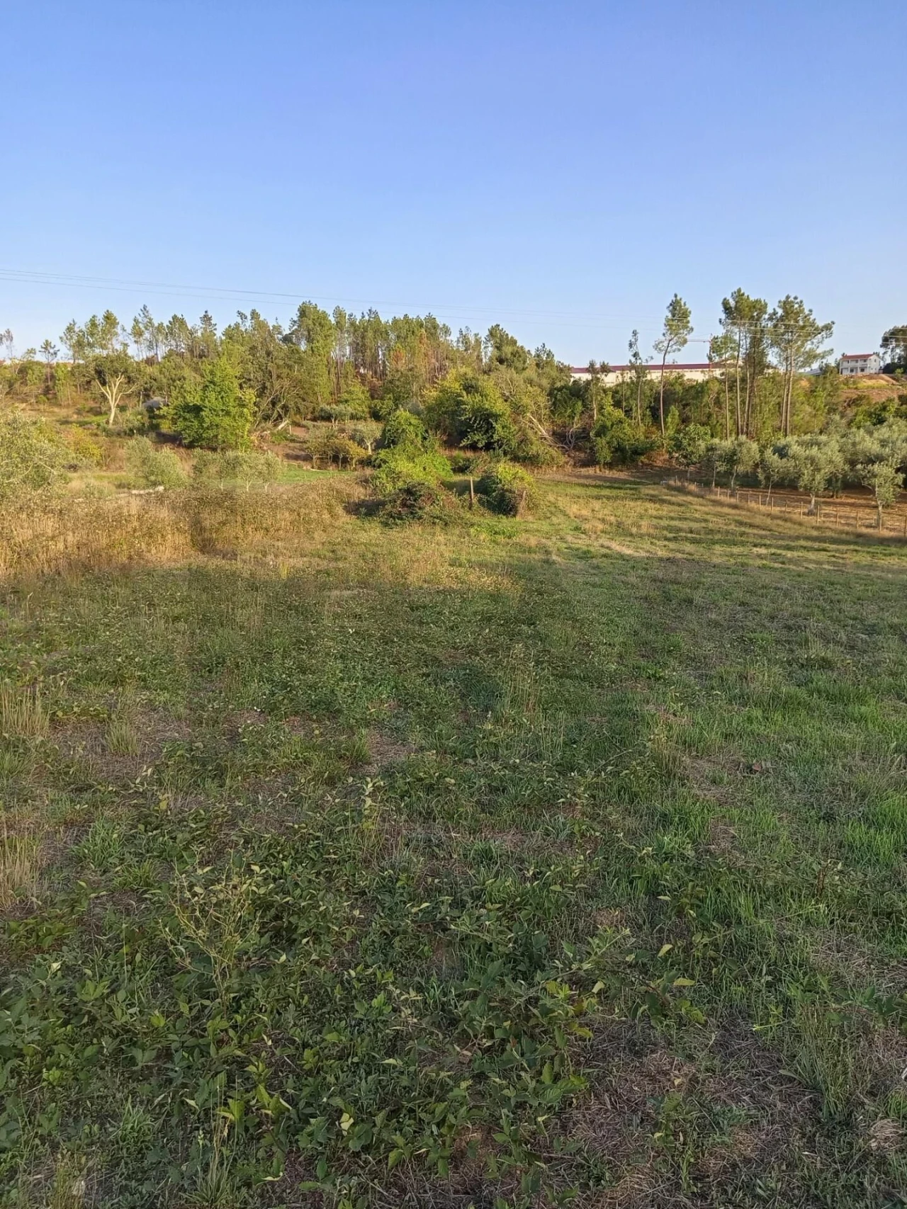 Terreno para Venda em Cernache do Bonjardim, Nesperal e Palhais Foto 2