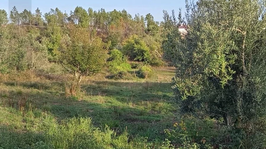 Terreno para Venda em Cernache do Bonjardim, Nesperal e Palhais
