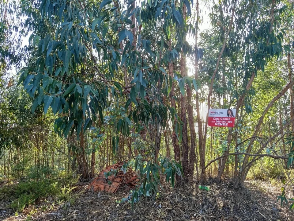 Terreno para Venda em Cernache do Bonjardim, Nesperal e Palhais Foto 1