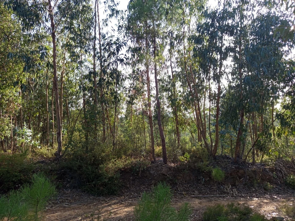 Terreno para Venda em Cernache do Bonjardim, Nesperal e Palhais Foto 2