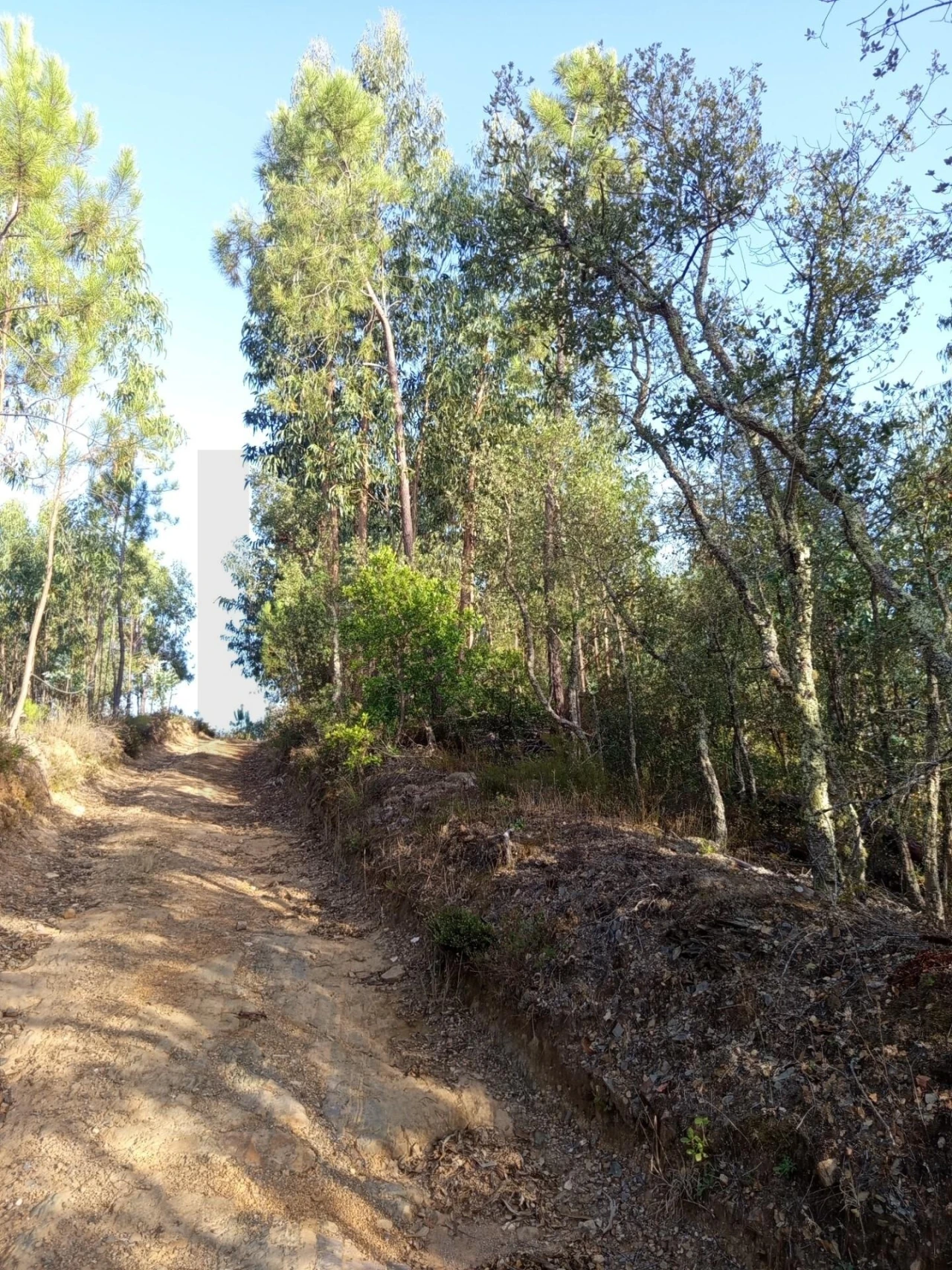 Terreno para Venda em Cernache do Bonjardim, Nesperal e Palhais Foto 4