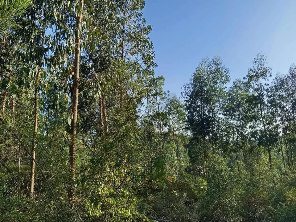 Terreno para Venda em Cernache do Bonjardim, Nesperal e Palhais Foto 3