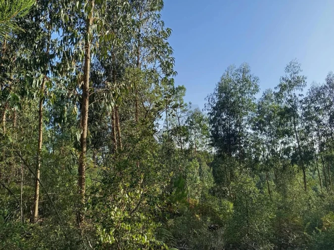 Terreno para Venda em Cernache do Bonjardim, Nesperal e Palhais Foto 3