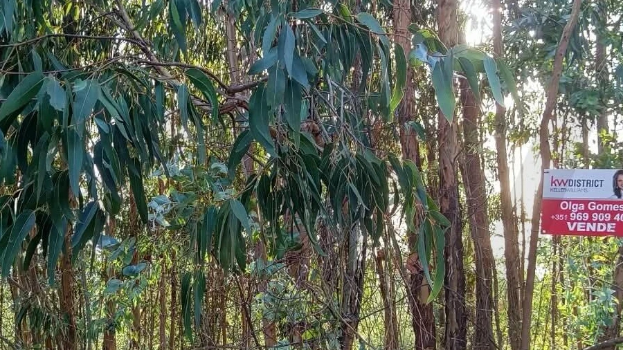 Terreno para Venda em Cernache do Bonjardim, Nesperal e Palhais
