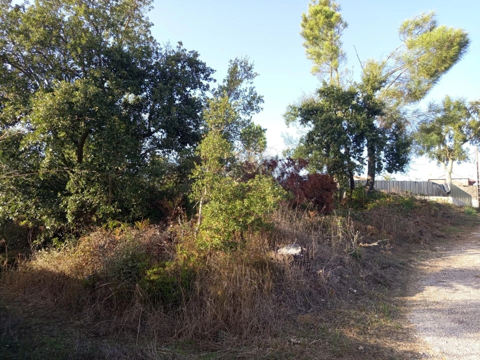 Terreno para Venda em Cernache do Bonjardim, Nesperal e Palhais Foto 3