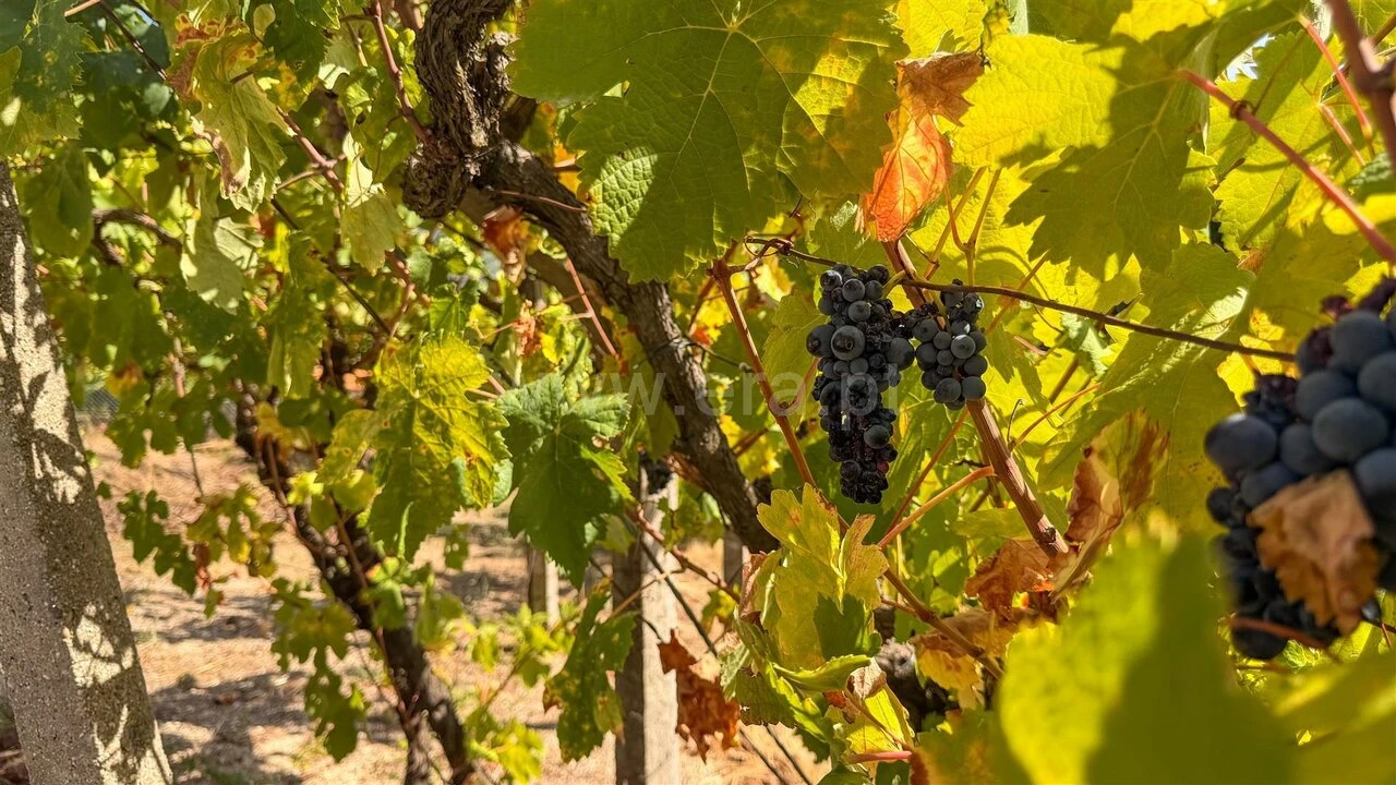 Quinta T3 para Venda em Santa Cruz do Douro e São Tomé de Covelas Foto 11