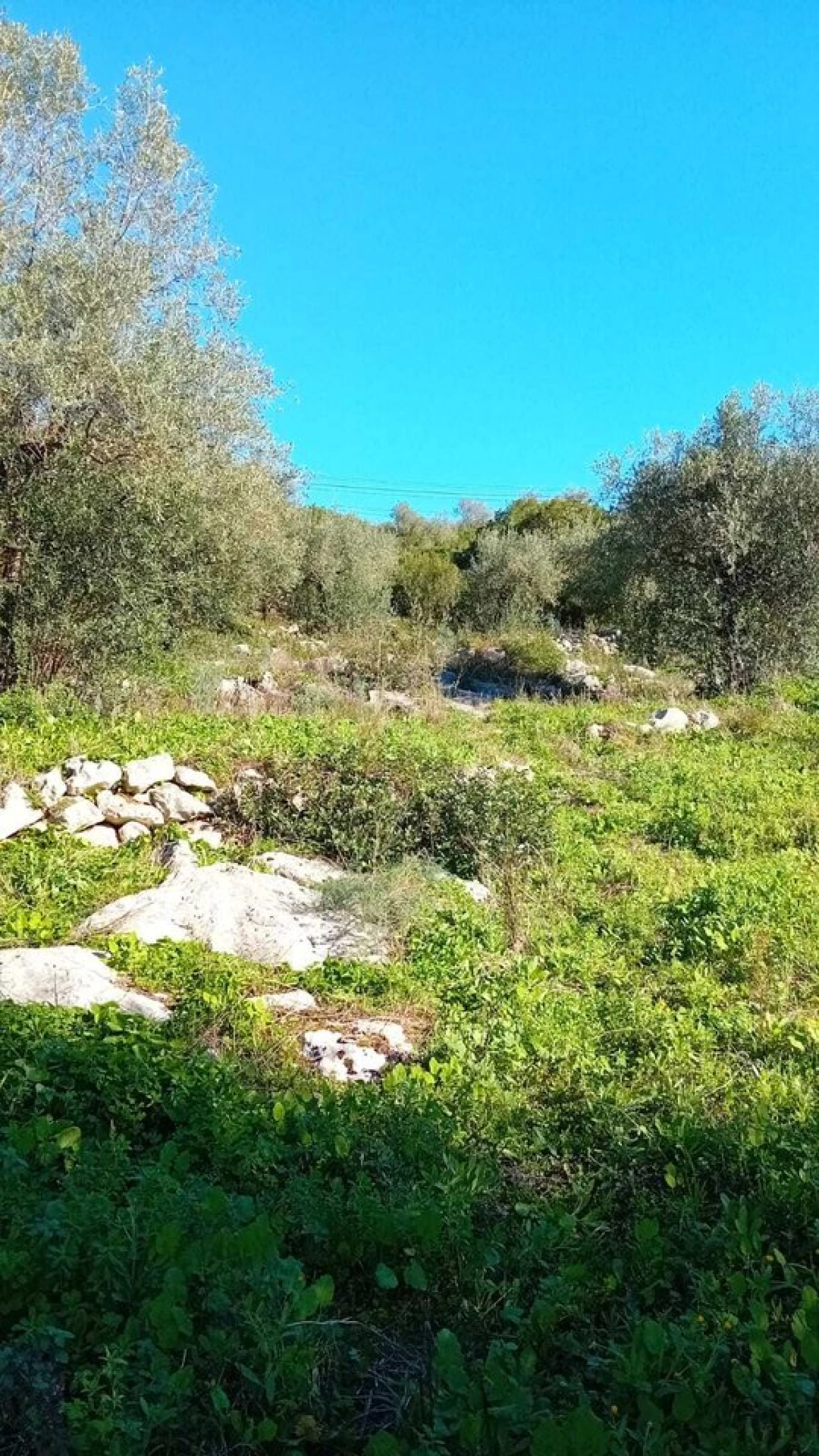 Terreno para Venda em Mira de Aire Foto 3