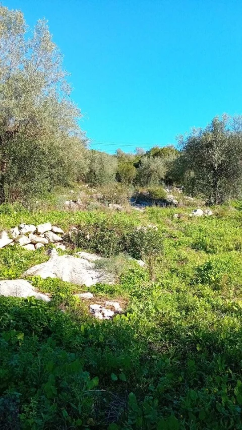 Terreno para Venda em Mira de Aire