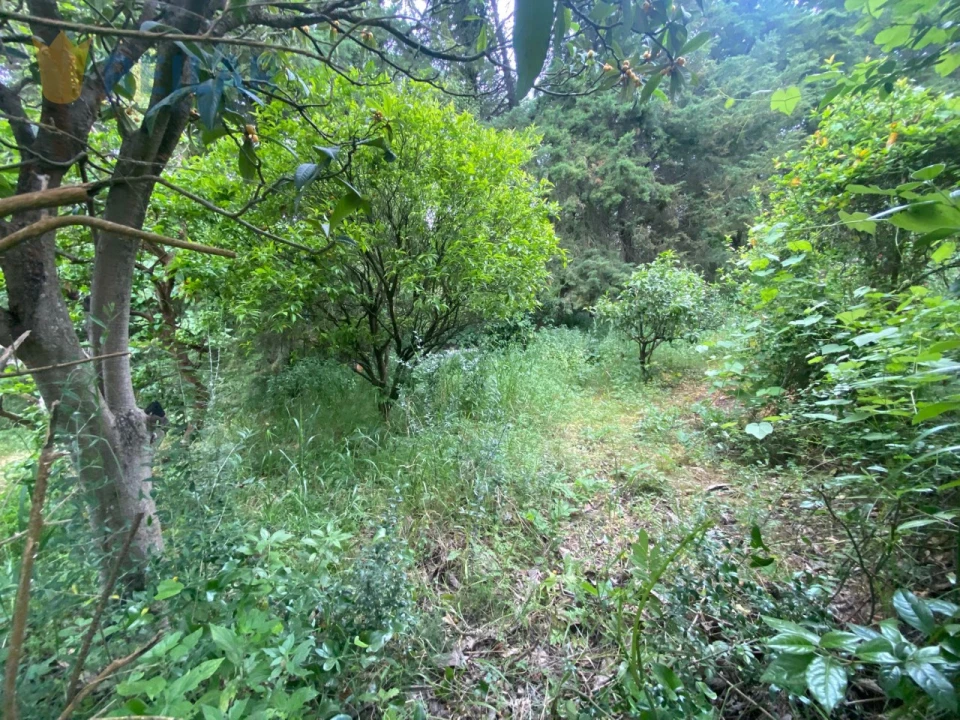Terreno para Venda em Alenquer (Santo Estêvão e Triana) Foto 7
