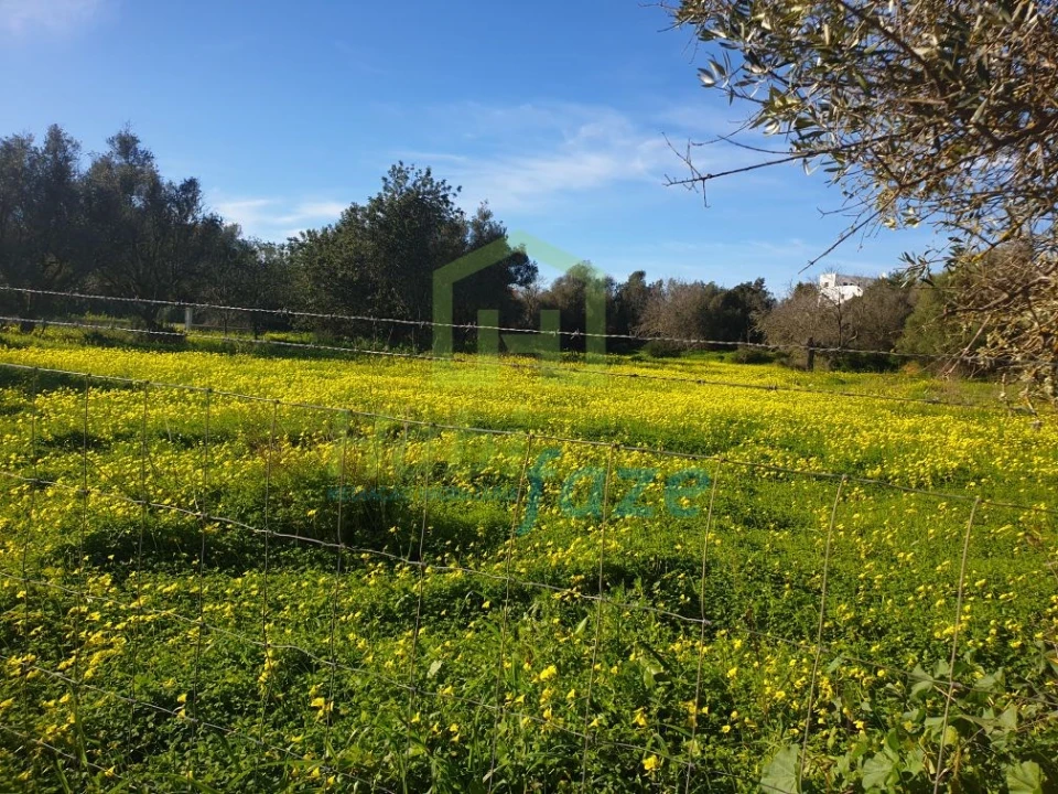 Terreno para Venda em Armação de Pera Foto 2