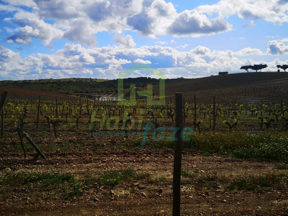 Quinta para Venda em Reguengos de Monsaraz Foto 10