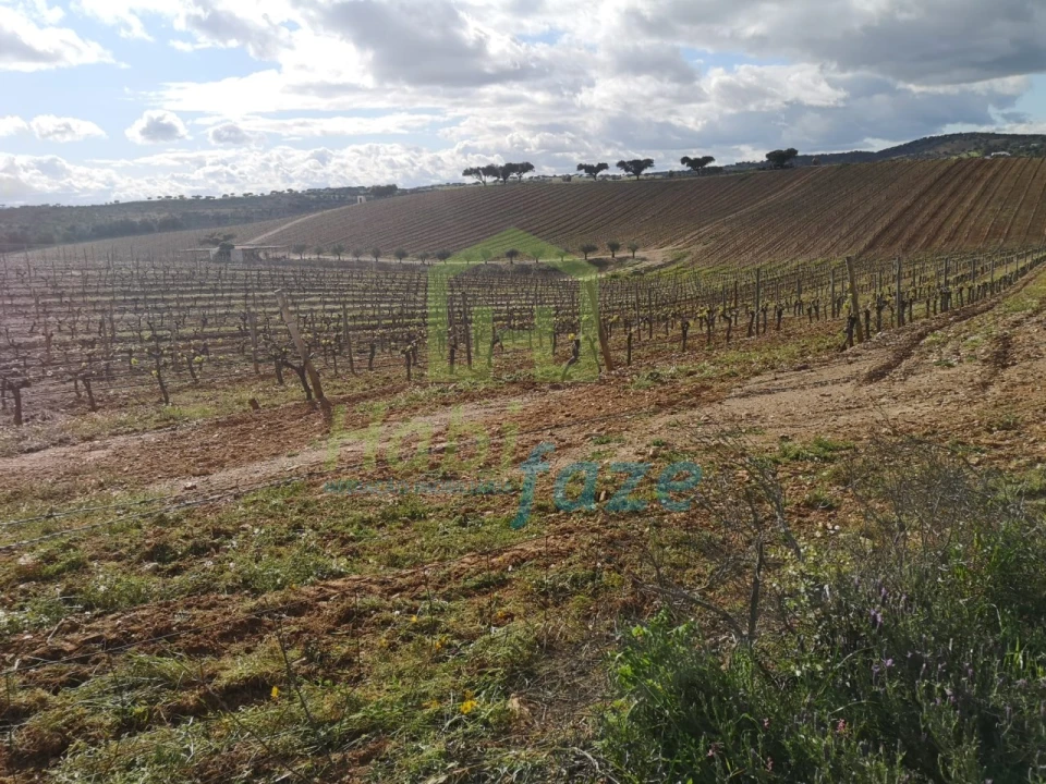 Quinta para Venda em Reguengos de Monsaraz Foto 6