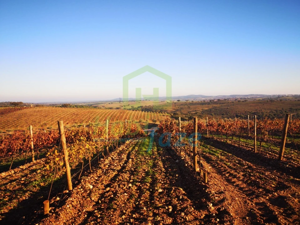 Quinta para Venda em Reguengos de Monsaraz Foto 4